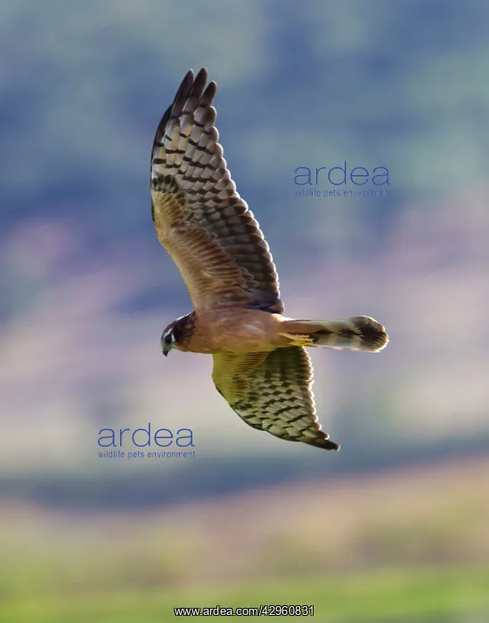 : Montagu's Harrier - juvenile in flight - hunting - : Montagu's Harrier - juvenile in flight - hunting -
