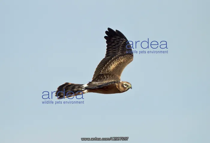 : Montagu's Harrier - juvenile in flight - October : Montagu's Harrier - juvenile in flight - October