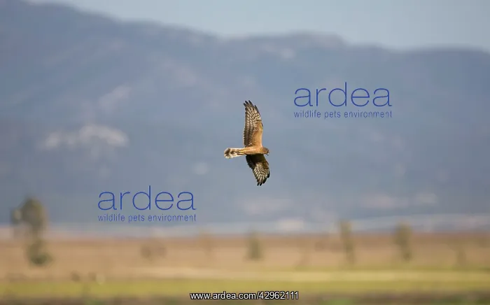  : Montagu's Harrier - juvenile hunting