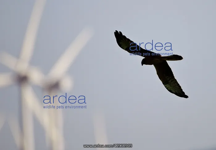 : Montagu's Harrier - juvenile hunting for food amongst : Montagu's Harrier - juvenile hunting for food amongst