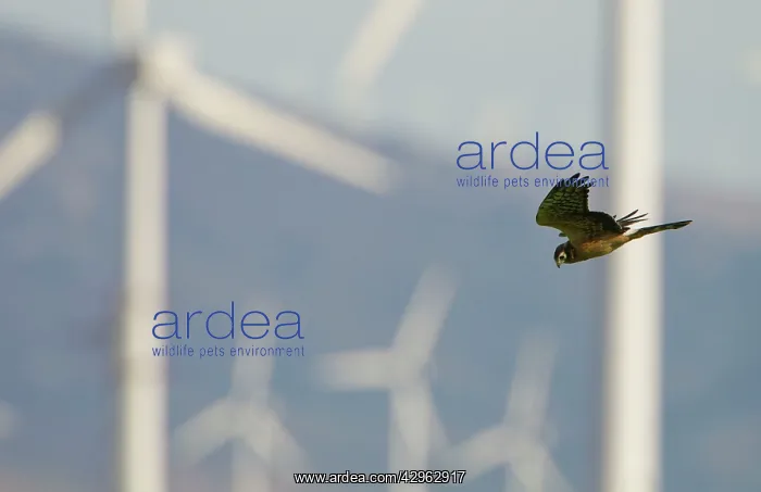 : Montagu's Harrier - juvenile hunting for food amongst : Montagu's Harrier - juvenile hunting for food amongst