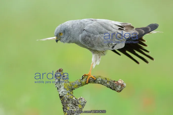 : Montagu's Harrier - Male : Montagu's Harrier - Male