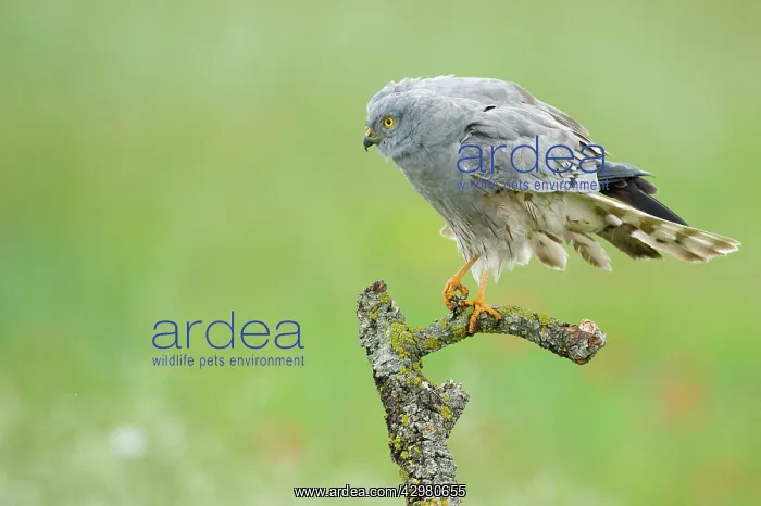  : Montagu's Harrier - Male