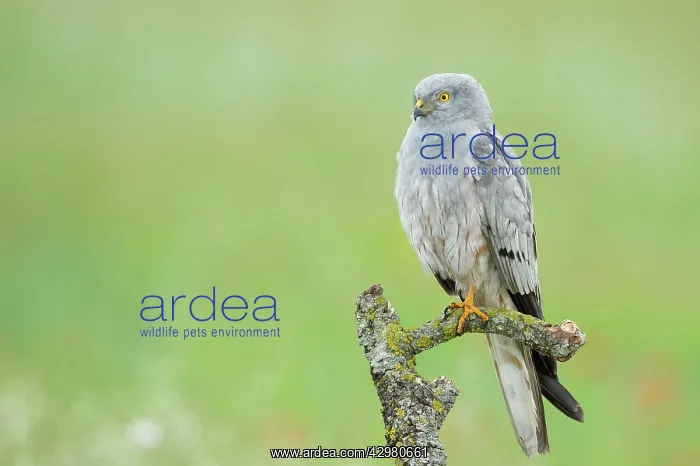 : Montagu's Harrier - Male : Montagu's Harrier - Male