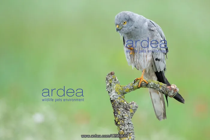 : Montagu's Harrier - Male : Montagu's Harrier - Male