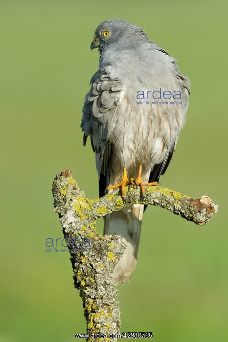 : Montagu's Harrier - Male : Montagu's Harrier - Male