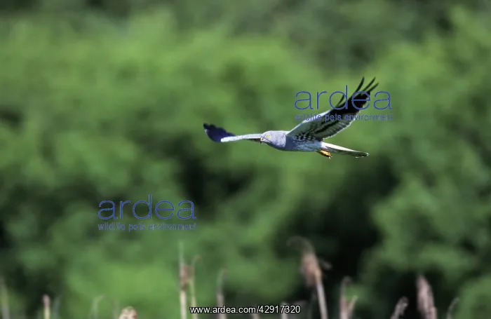 : Montagu's HARRIER - male in flight : Montagu's HARRIER - male in flight