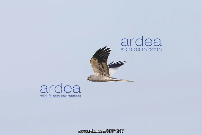 : Montagu's Harrier male flight : Montagu's Harrier male flight