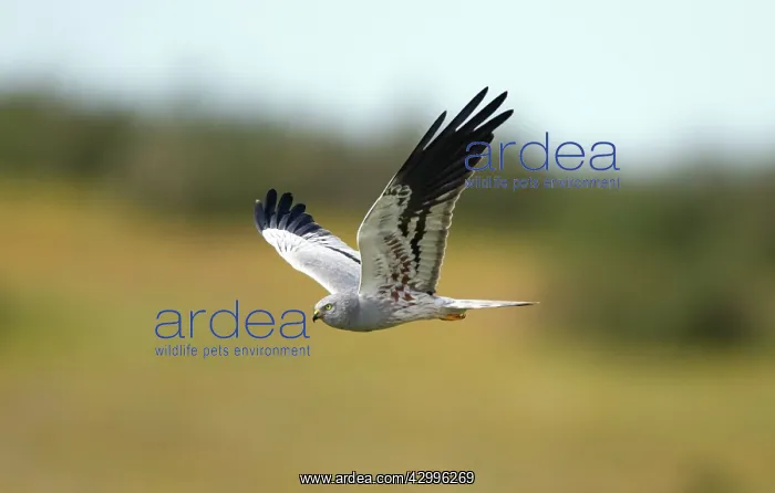 : Montagu's Harrier - male in flight Castro Verde : Montagu's Harrier - male in flight Castro Verde