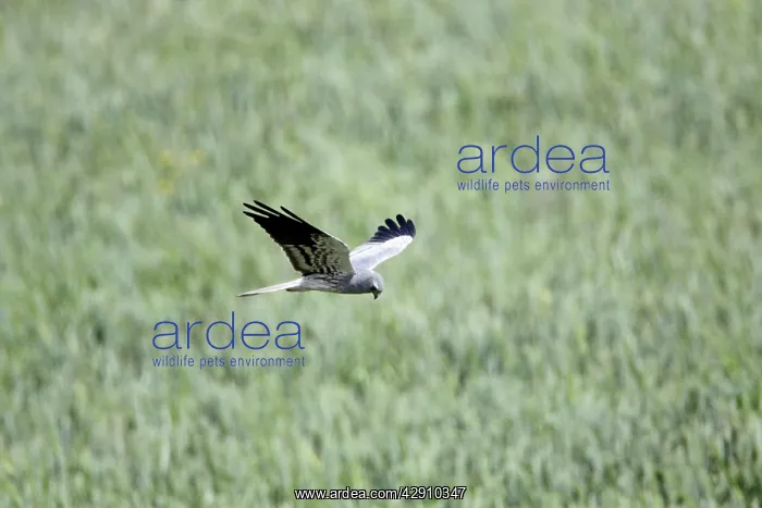 : Montagu's Harrier - male in flight hunting over corn field : Montagu's Harrier - male in flight hunting over corn field