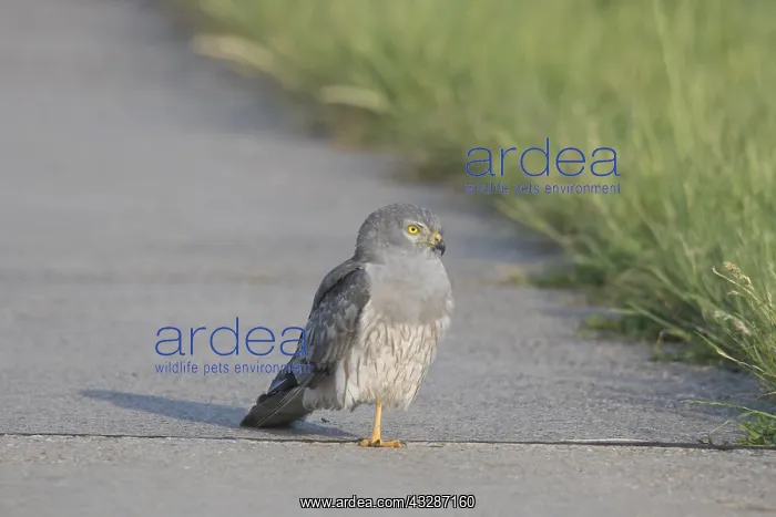 : Montagu's Harrier - male - Germany : Montagu's Harrier - male - Germany