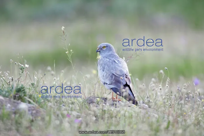 : Montagu's Harrier - male resting on stone : Montagu's Harrier - male resting on stone