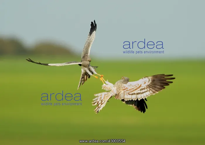 : Montagu's Harrier - two males fighting in the air : Montagu's Harrier - two males fighting in the air