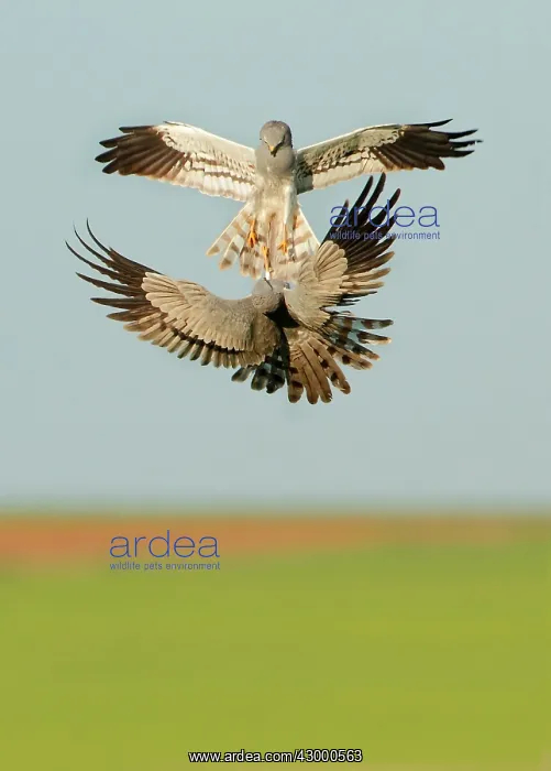 : Montagu's Harrier - two males fighting in the air : Montagu's Harrier - two males fighting in the air