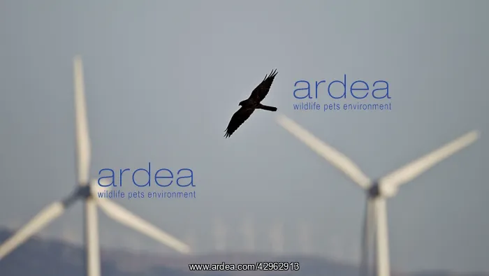 : Montagu's Harrier - melanistic - hunting for food : Montagu's Harrier - melanistic - hunting for food