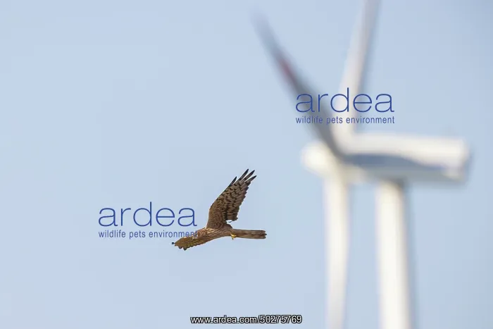 : Montagu's Harrier windpower : Montagu's Harrier windpower