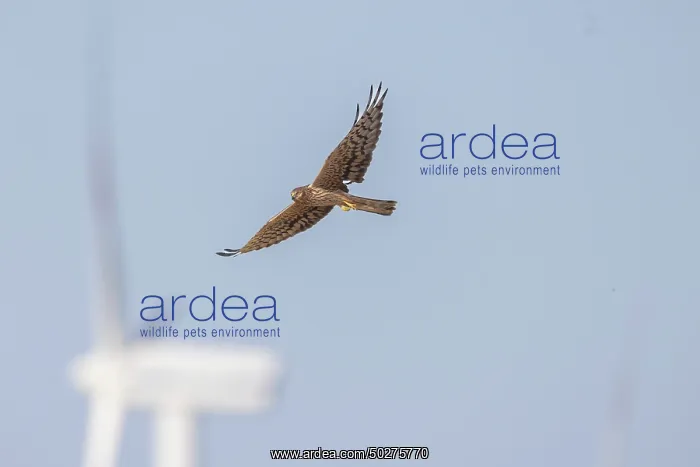 : Montagu's Harrier windpower : Montagu's Harrier windpower