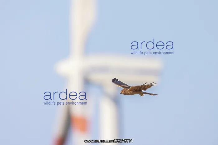 : Montagu's Harrier windpower : Montagu's Harrier windpower