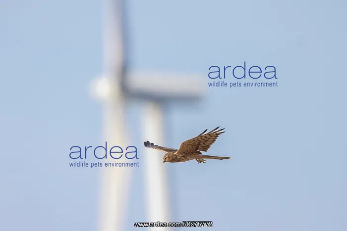 : Montagu's Harrier windpower : Montagu's Harrier windpower