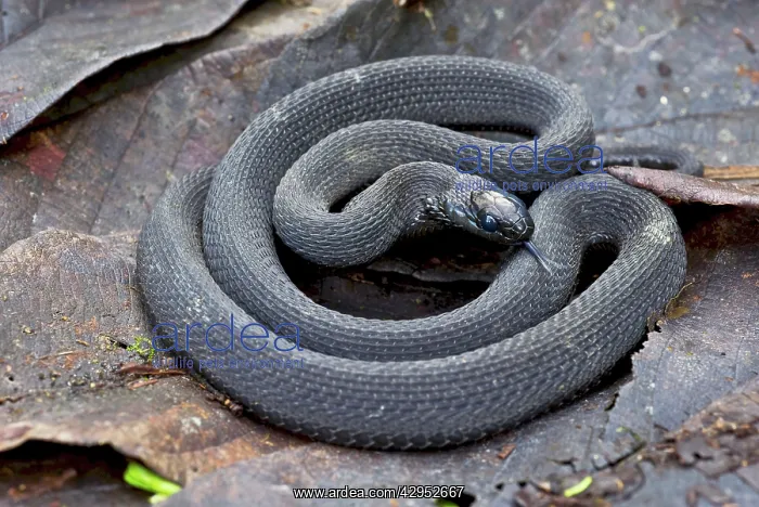 : Montane Egg-eater : Montane Egg-eater