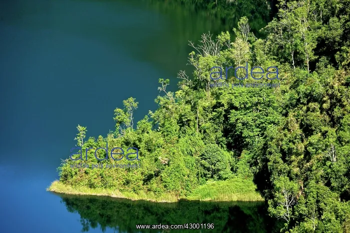 : Montane Forest : Montane Forest