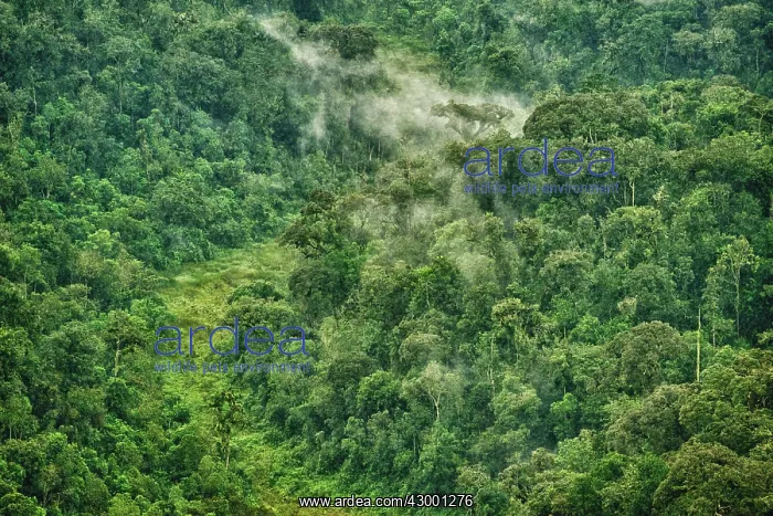 : Montane Forest : Montane Forest