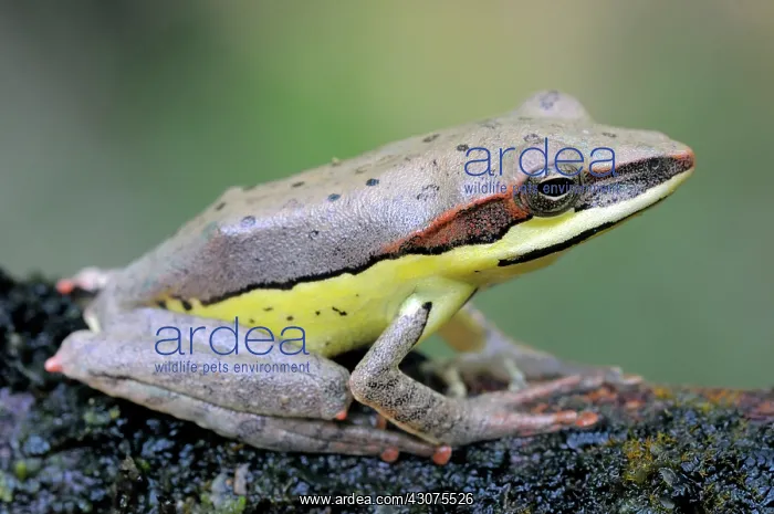 : Montane hour-glass tree frog : Montane hour-glass tree frog