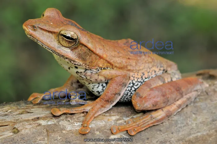 : Montane hour-glass tree frog : Montane hour-glass tree frog