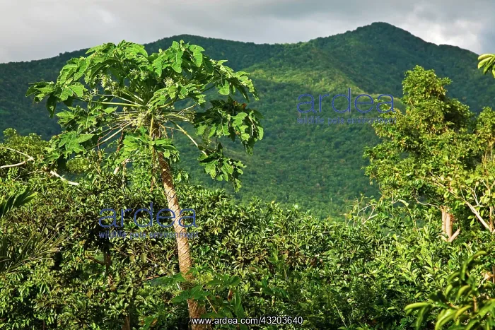 : Montane rainforest, Mahaut, Arrondissement of Basse-Terre : Montane rainforest, Mahaut, Arrondissement of Basse-Terre