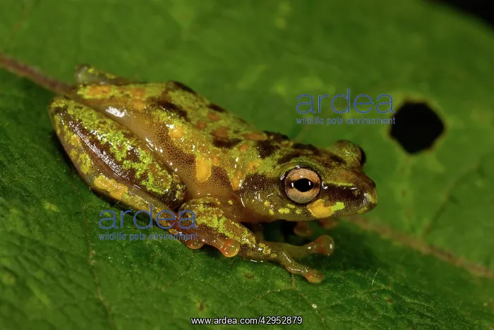 : Montane Reed Frog - adult male : Montane Reed Frog - adult male