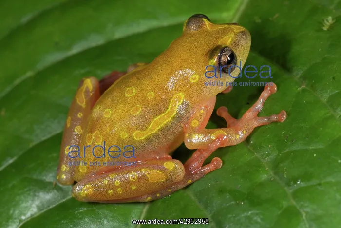 : Montane Reed Frog - adult male : Montane Reed Frog - adult male