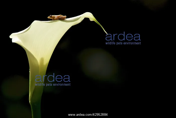  : Montane Reed Frog - on Arum Lily - adult male