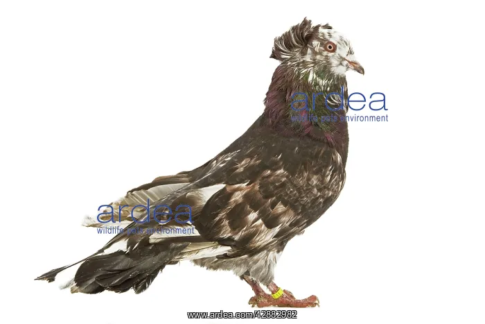  : Montauban Pigeon