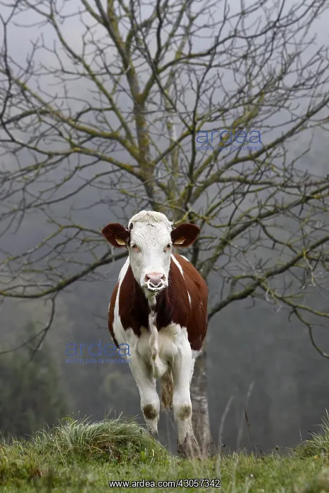 : A Montbeliard calf with a nose ring in the Jura France : A Montbeliard calf with a nose ring in the Jura France