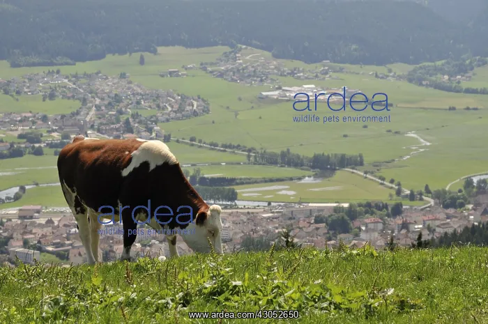 : Montbeliard cow in the hills of Val Morteau Doubs France : Montbeliard cow in the hills of Val Morteau Doubs France
