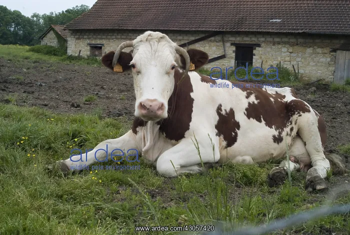 : Montbeliard cow lying Jura : Montbeliard cow lying Jura