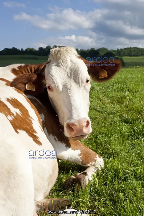 : Montbeliard cow lying in the meadow France : Montbeliard cow lying in the meadow France