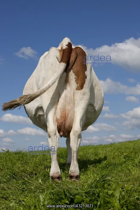 : Montbeliard cow in the meadow Jura France : Montbeliard cow in the meadow Jura France