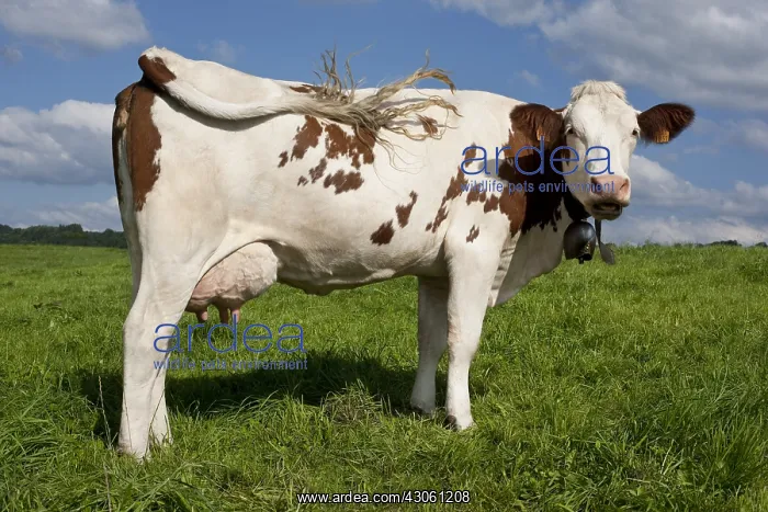 : Montbeliard cow in the meadow reducing its tail on its side : Montbeliard cow in the meadow reducing its tail on its side