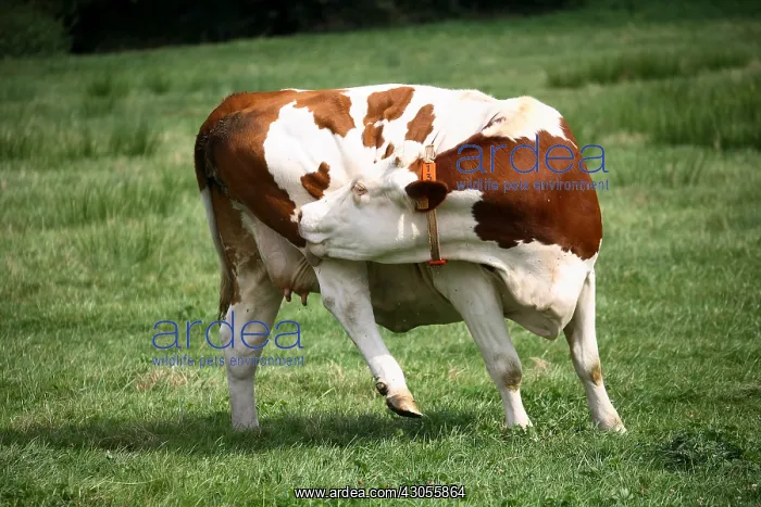 : Montbeliard cow scratching in the meadow France : Montbeliard cow scratching in the meadow France