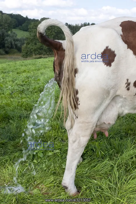 : Montbeliard cow urinating in the meadow Jura France : Montbeliard cow urinating in the meadow Jura France