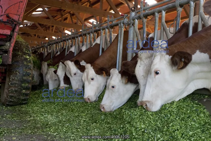 : Montbeliard cows eating grass to feed barrier France : Montbeliard cows eating grass to feed barrier France