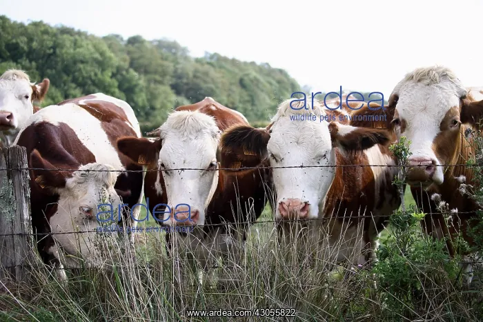 : Montbeliard cows behind fence France : Montbeliard cows behind fence France