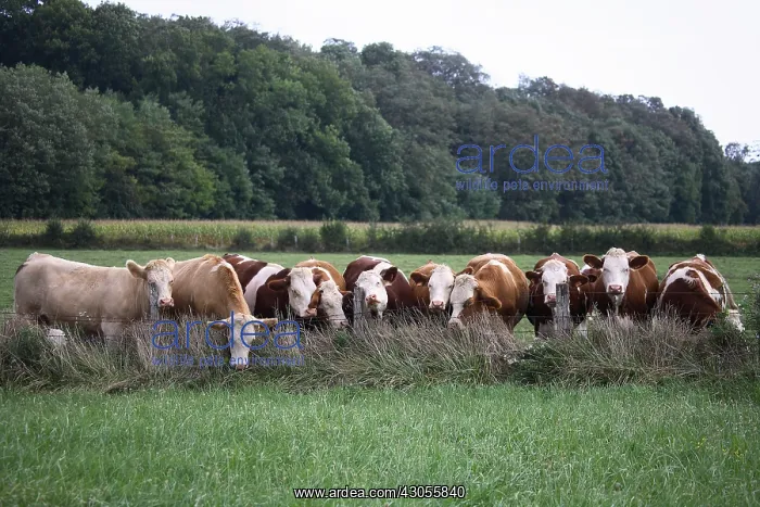 : Montbeliard cows behind fence France : Montbeliard cows behind fence France
