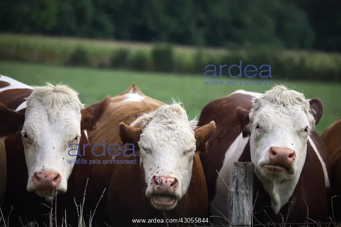 : Montbeliard cows behind fence France : Montbeliard cows behind fence France