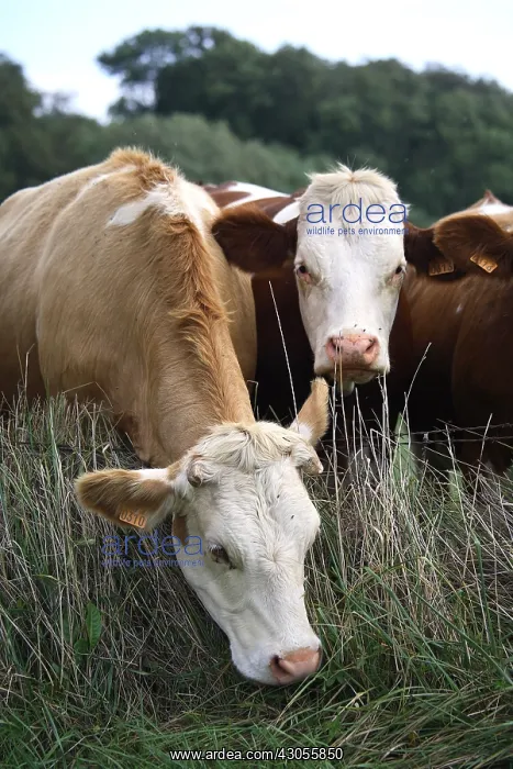 : Montbeliard cows grazing over a fence France : Montbeliard cows grazing over a fence France