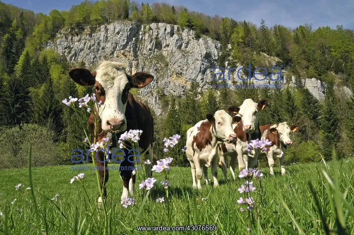  : Montbeliard cows in the Haut Doubs Franche-Comte France
