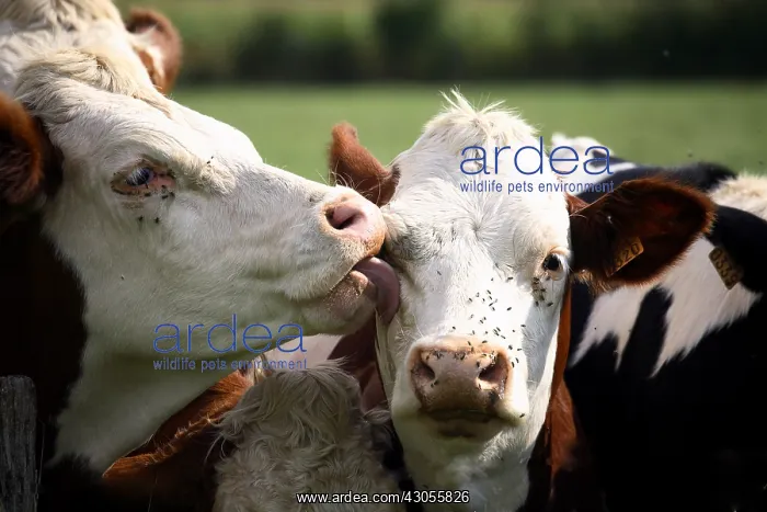 : Montbeliard cows licking France : Montbeliard cows licking France