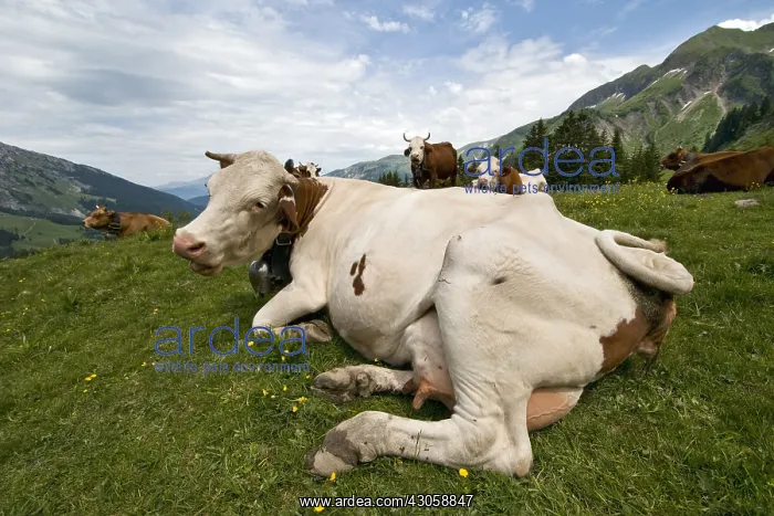 : Montbeliard cows to the pasture in the Massif des Aravis : Montbeliard cows to the pasture in the Massif des Aravis