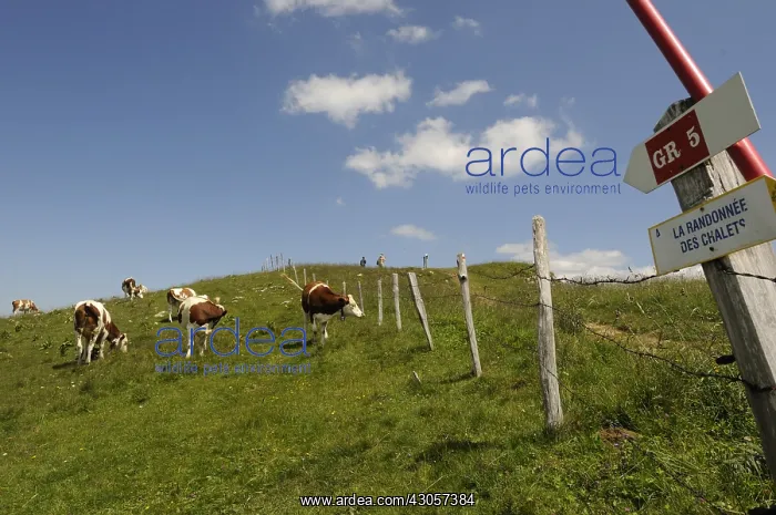: Montbeliard cows in summer and panels of GR : Montbeliard cows in summer and panels of GR